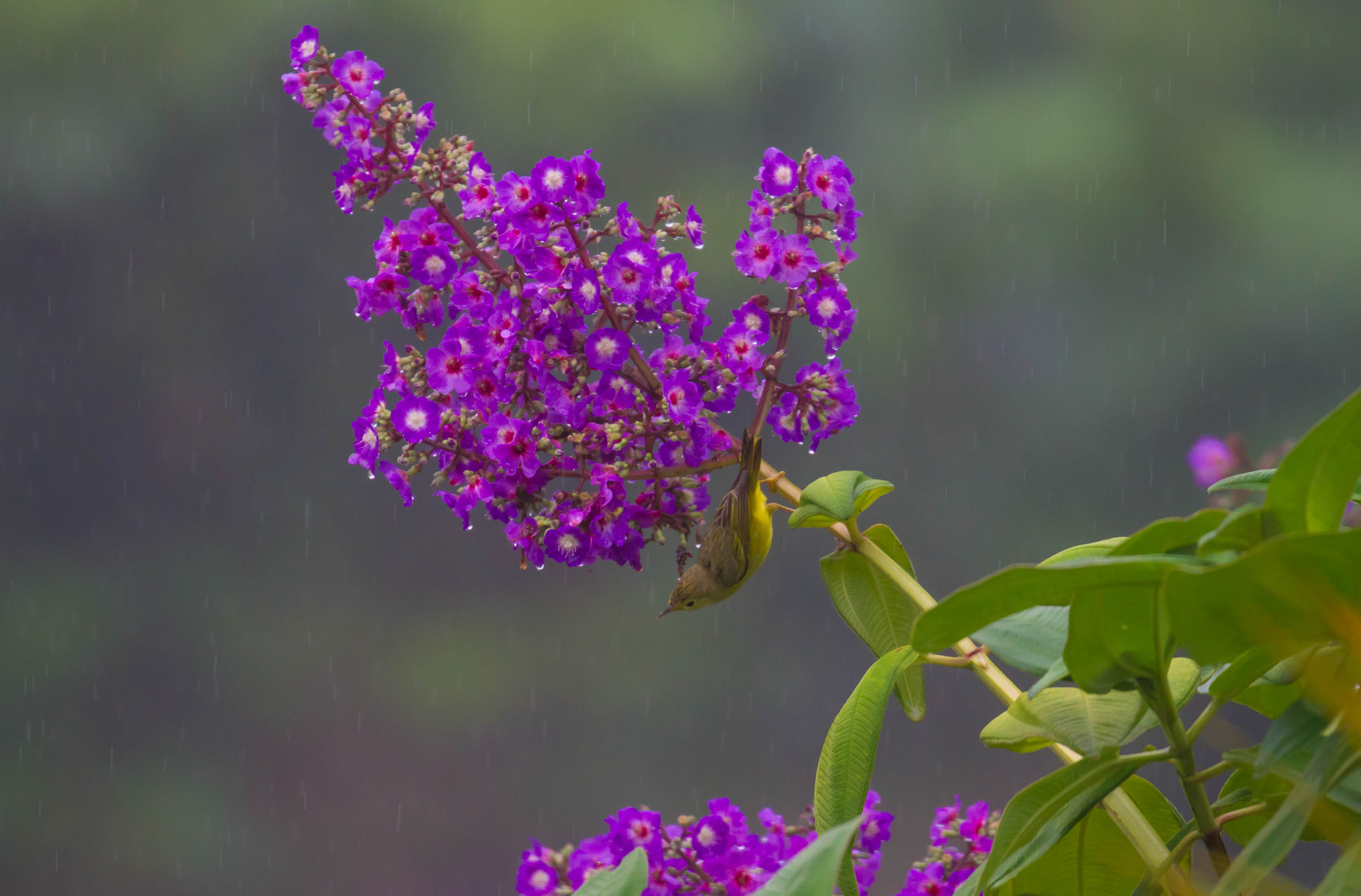 Bird Ocd Obsessive Birding Disorder – a disorder in which people have repeated ...
